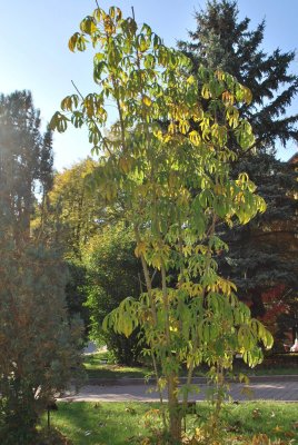 Kalopanax pictus 'Maximowiczii' - dlanitec pestrý'Maximowiczii' - podzimní habitus